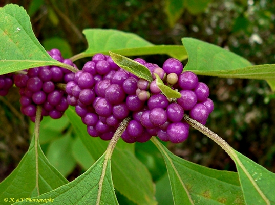 {Callicarpa americana}